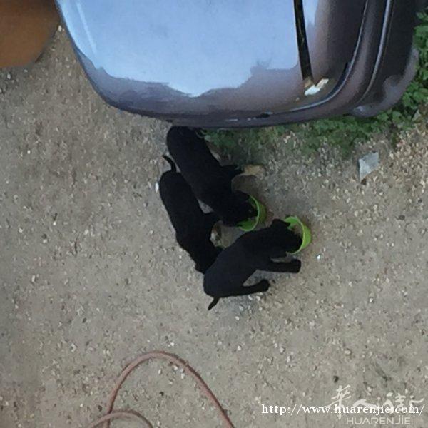 给家里6只幼犬找主人