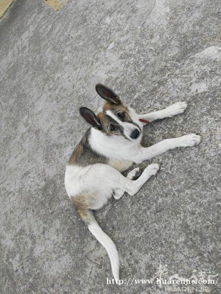 6个月大牧羊犬送人，