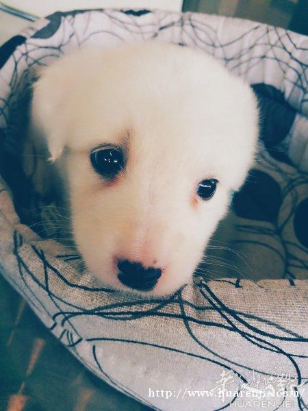 低价出售3个月狗宝宝