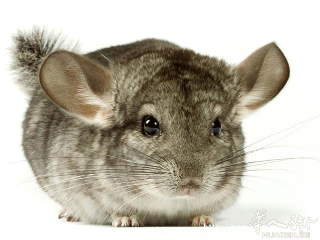 买龙猫 收养