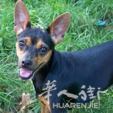 出售法国纯种PINSCHER