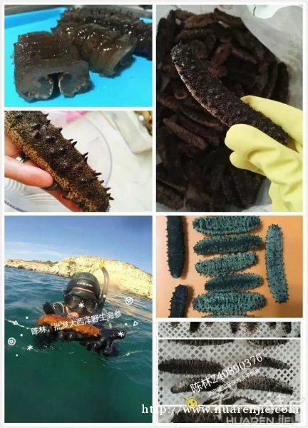 葡萄牙干海参