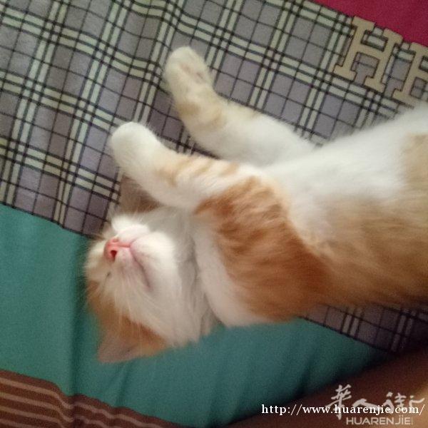 三个月超可爱小猫送人。