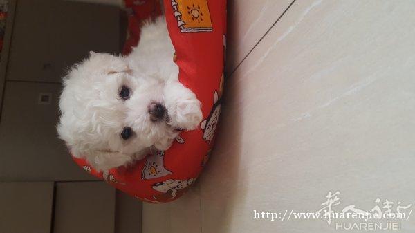 小比熊