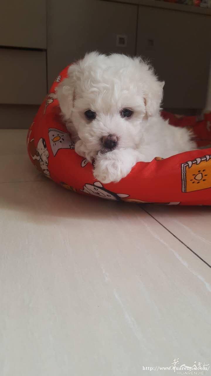 比熊幼犬