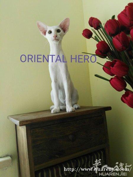 东方短毛猫