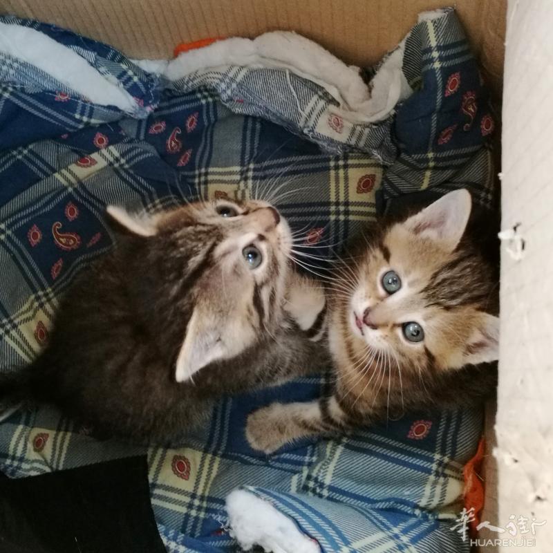 出售刚满月小萌猫