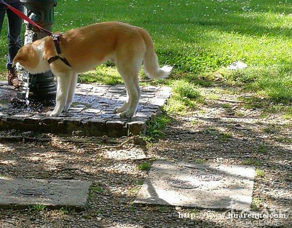 7个月大秋田犬出售