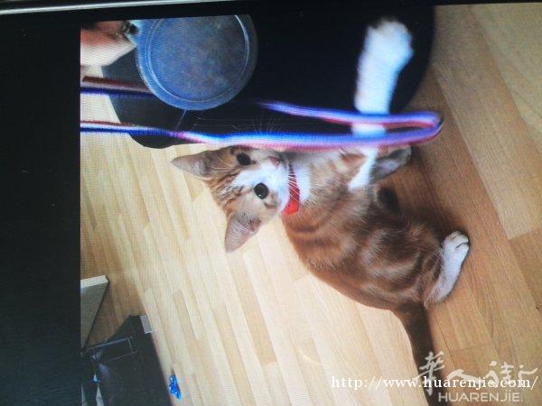 出售一只3个月的小猫
