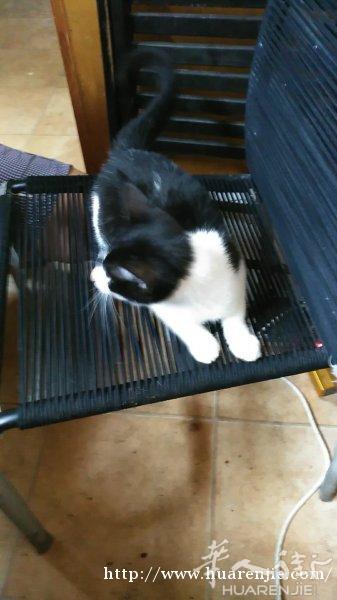 出售刚满月小猫咪