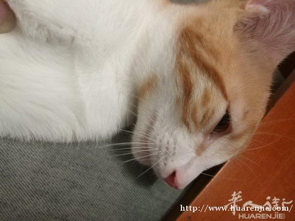 找个单人间，有一只猫两只仓鼠，都很干净