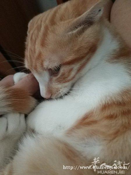 找个单人间，有一只猫两只仓鼠，都很干净。