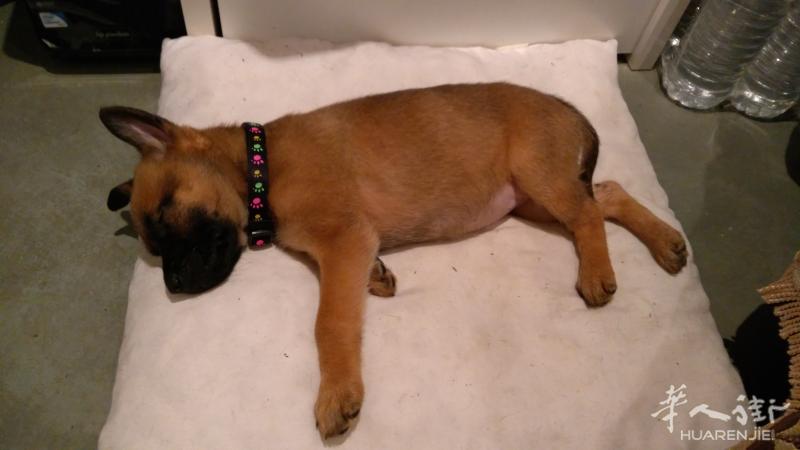 ***** 转卖一只2个月大的Malinois, 性别女 ******