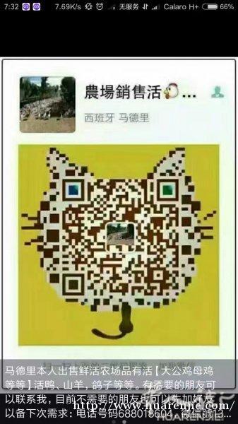 活大公鸡母鸡鸭子山羊鸽子等等货送上门服务