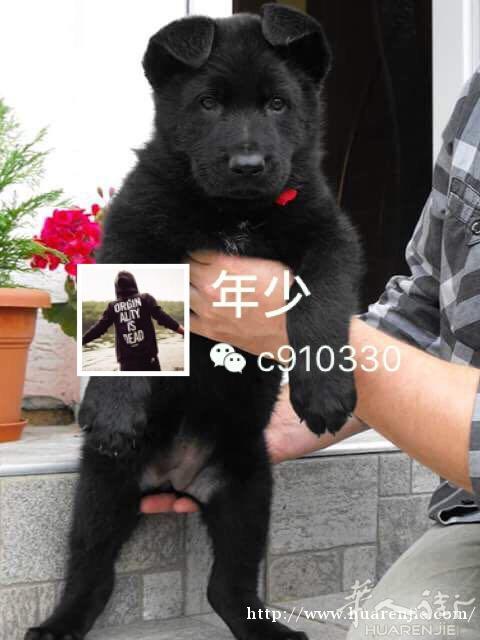 东德牧羊犬