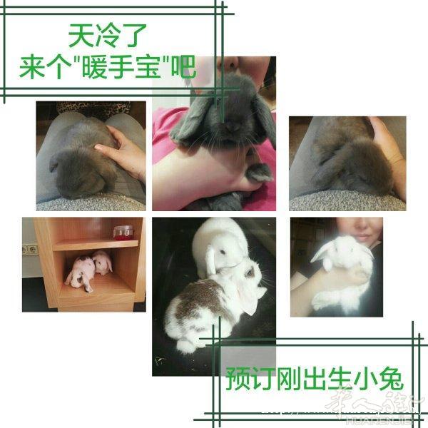 35欧元一个，纯种垂耳兔，深蓝色眼睛，圆圆脸儿，迷你型，微信：EliFeng10
