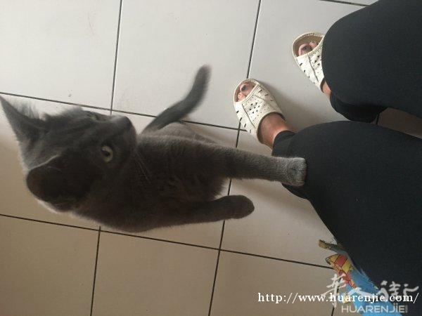 免费送猫