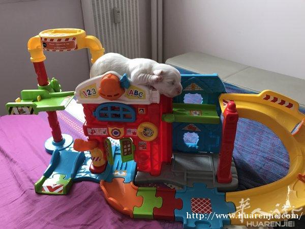11月6日🐣，7只比熊宝宝🐶🐶🐶🐶🐶🐶🐶，4母3公，🎄🎄圣诞节前夕可以抱回家！