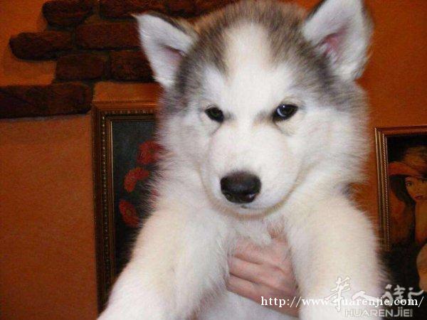 哈士奇幼犬