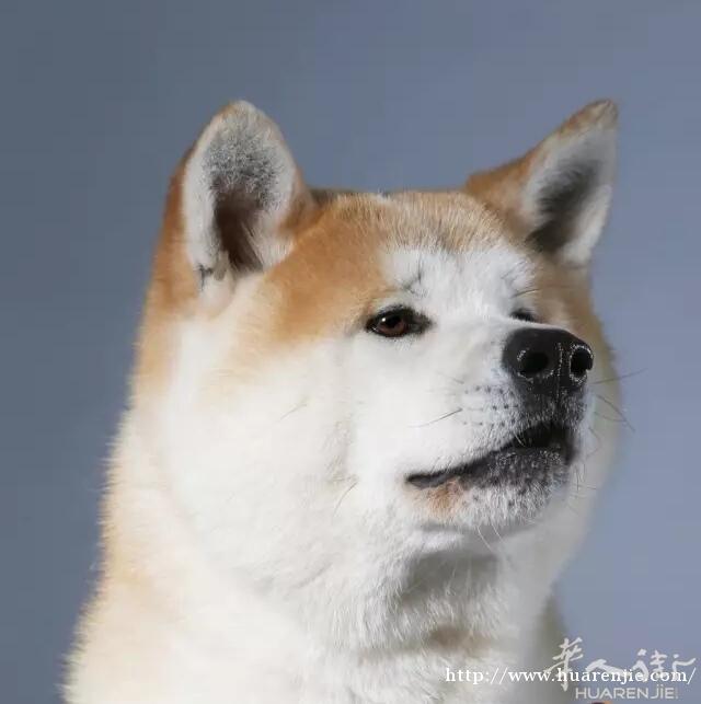一岁公秋田犬