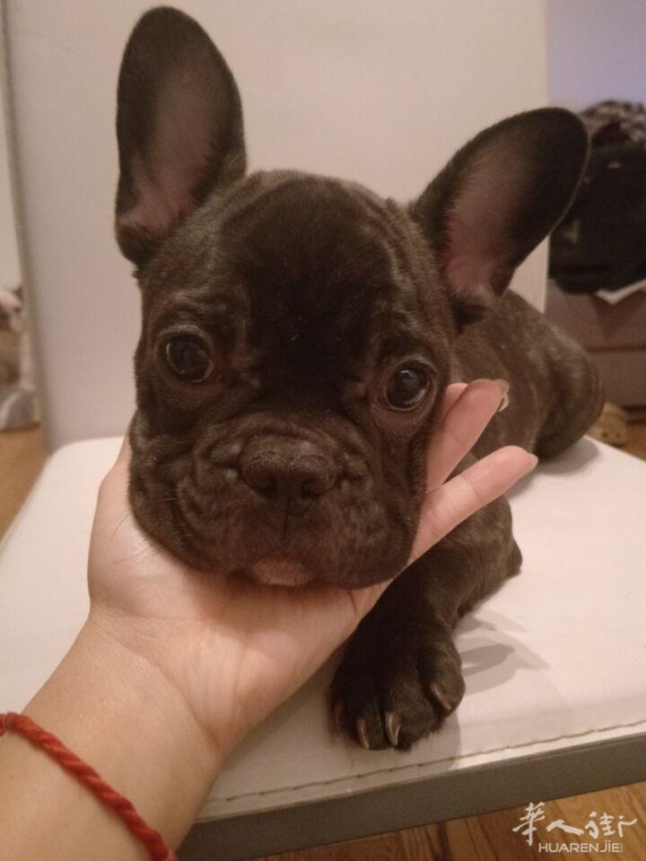 法斗
