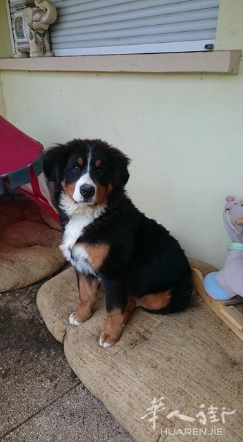出售6个月大伯恩山犬