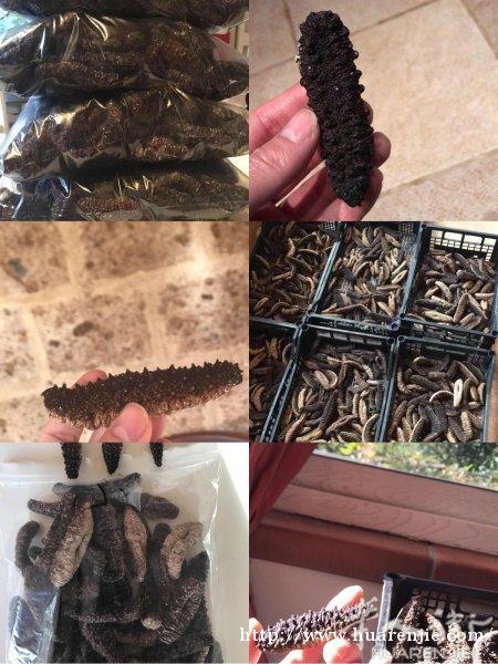 意大利纯天然海参。批发。零售。代理