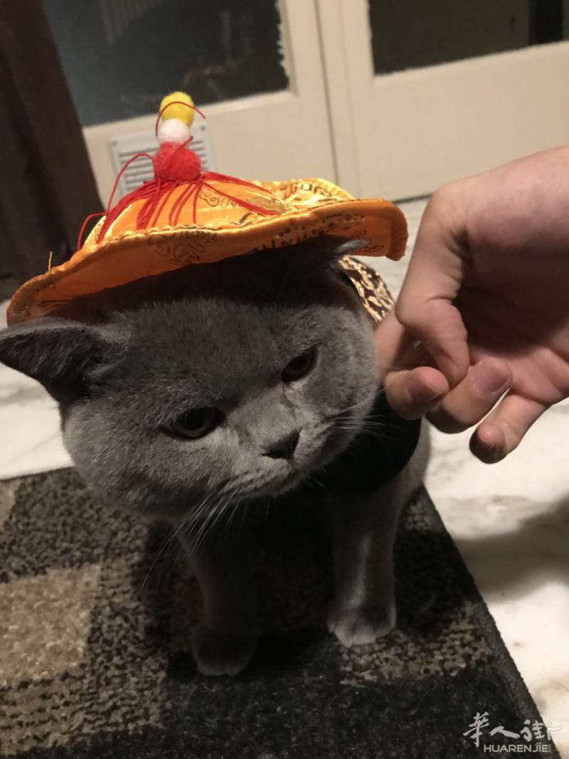 纯种英短蓝猫公11个月发情，求配偶，有意联系
