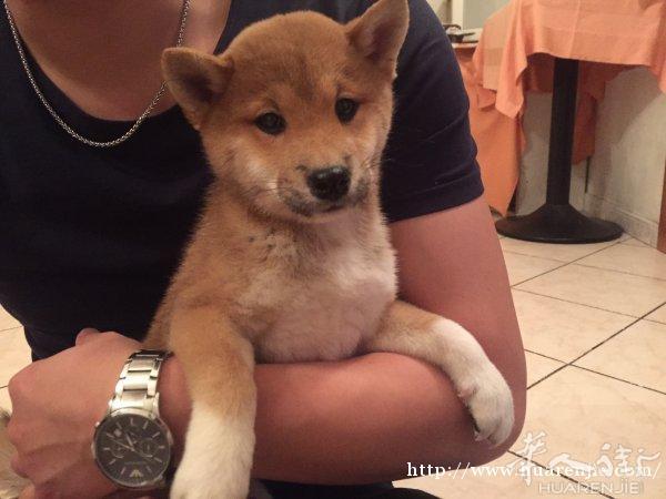 出售一只幼仔柴犬