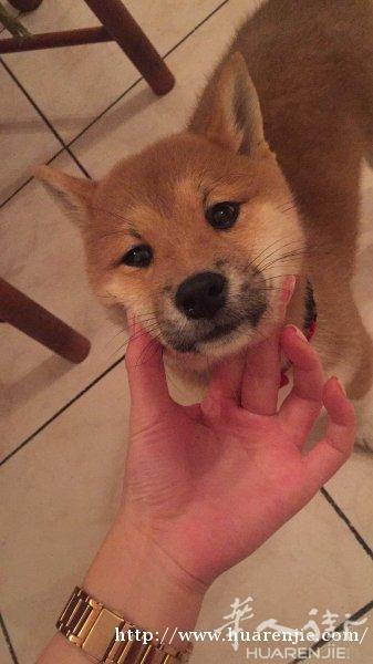 出售一只幼仔母柴犬