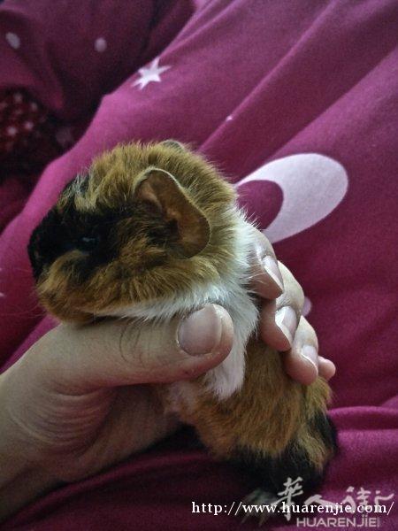 1月1出生的豚鼠宝宝