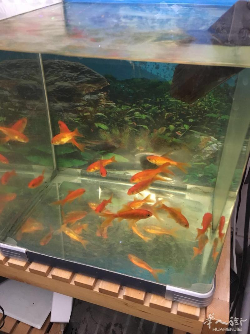 小巴黎卖15条小红鱼