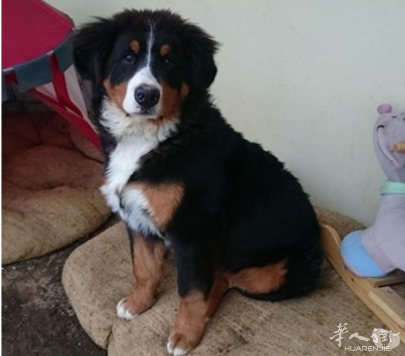 出售7个月大伯恩山犬