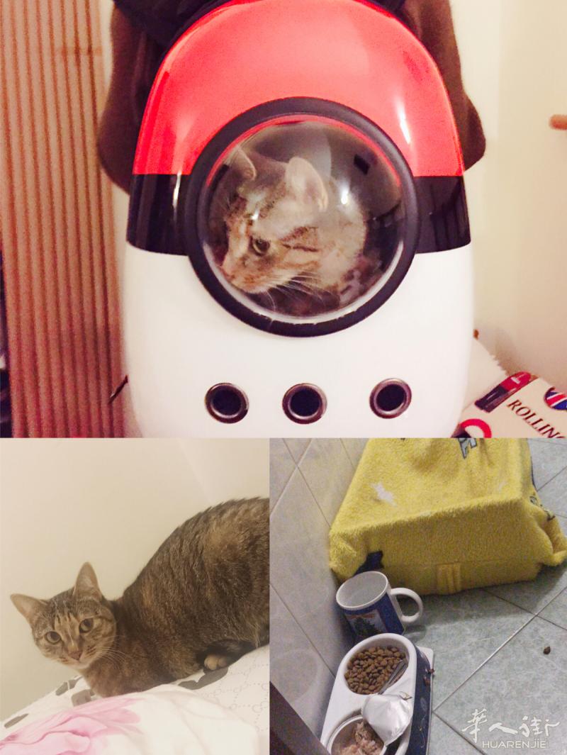 虎斑猫，转让