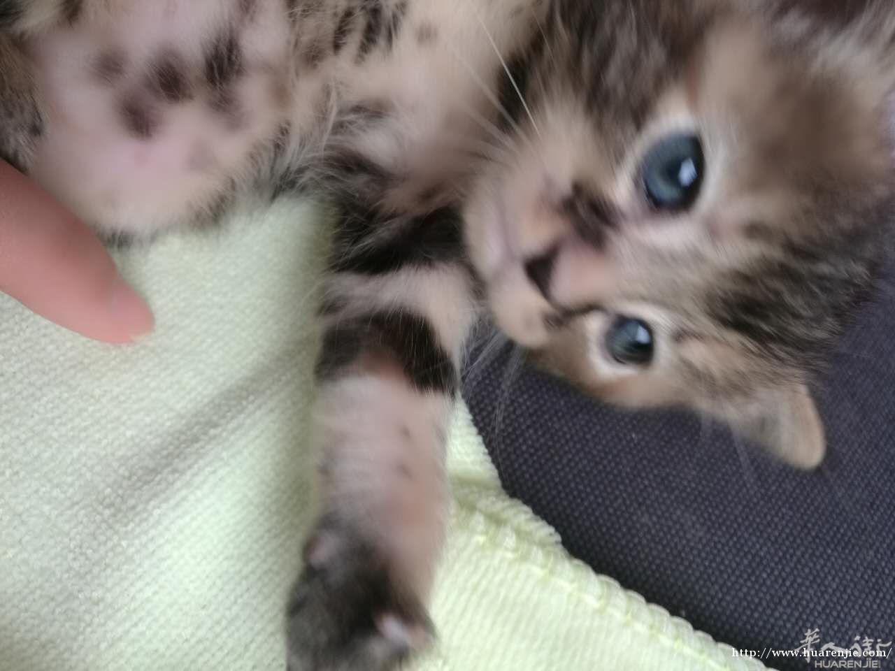 出售刚满月小猫