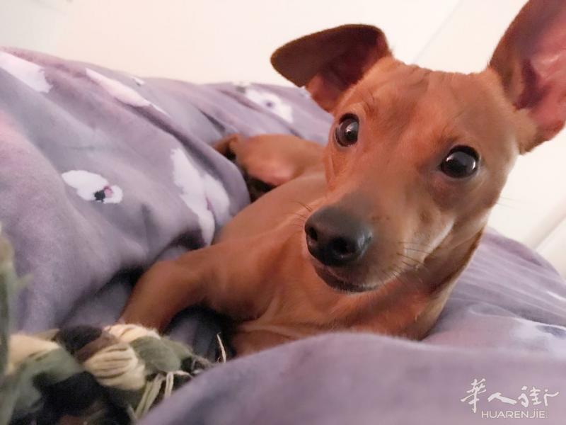 小鹿犬找主人！！！！！！！！！！！！！！！！！！
