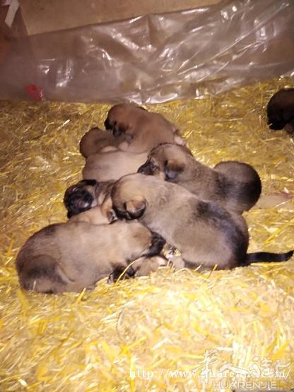 malinois