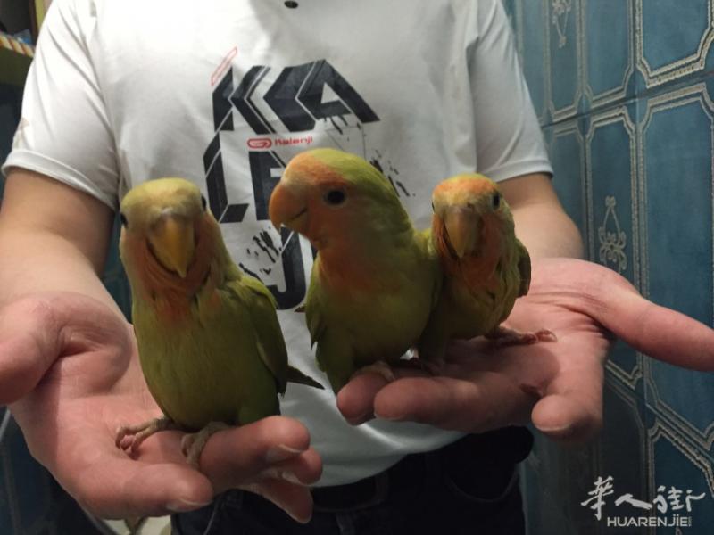 出售手养桃面爱情鹦鹉