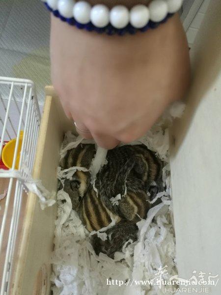 小松鼠预订