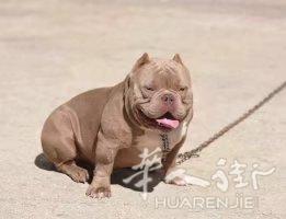 出售美国恶霸幼犬