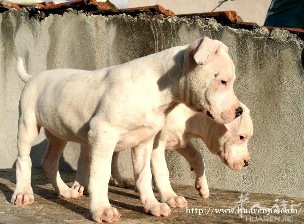 阿根廷杜高犬
