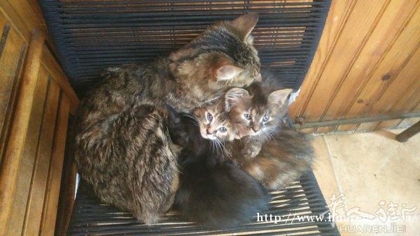 出售刚满月两只小猫咪
