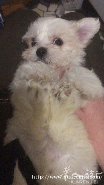 马尔济斯犬便宜卖