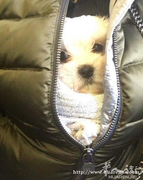 公马尔济斯幼犬便宜卖