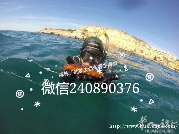葡萄牙海参陈林