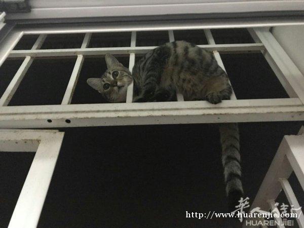送一只超可爱的小猫