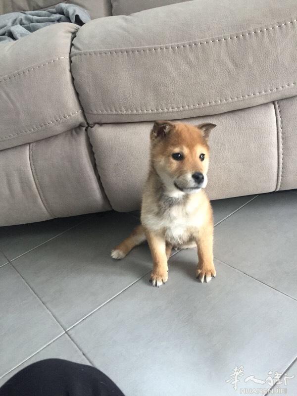 柴犬 3个月 公的 疫苗已打两针  就差最后一针了