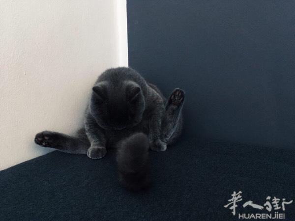 700欧出一只八个月母英短蓝猫 带证书 及FIV、