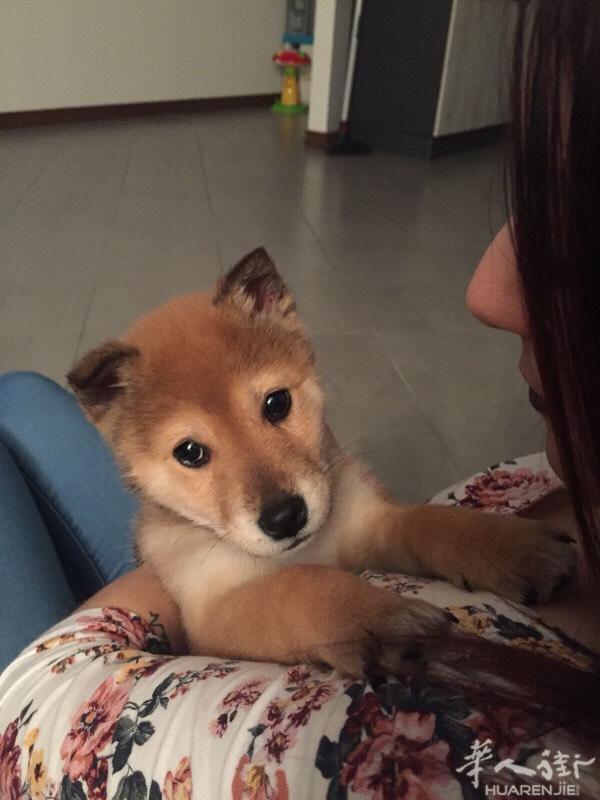 柴犬 三个月 公的
最后一只