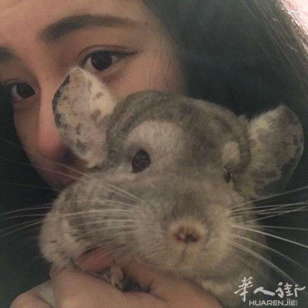 龙猫有一家子  四只
免费送  自取